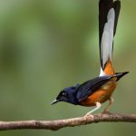 mengenal-jenis-jenis-burung-murai-batu