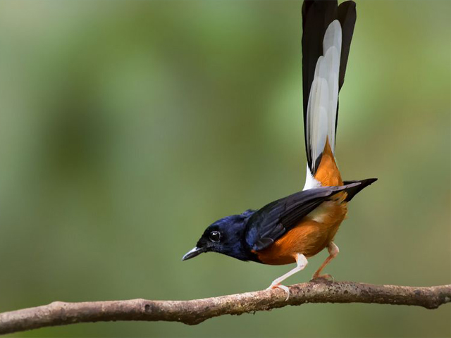 mengenal-jenis-jenis-burung-murai-batu